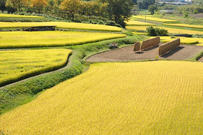 田園風景の画像