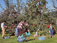 リンゴ園の画像