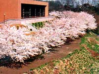 桜の画像