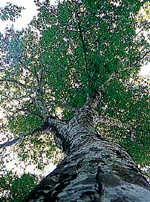 ブナの木の画像